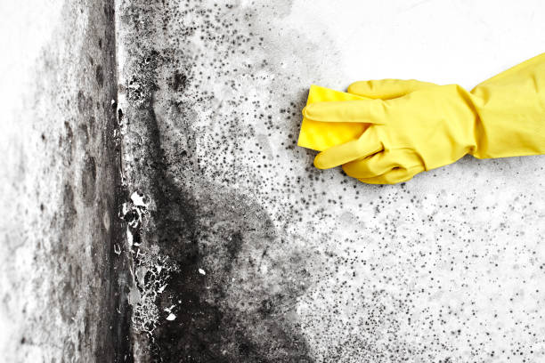 Best Air Quality Testing for Mold Spores  in Quitman, MS