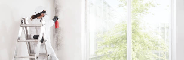 Best Mold-Related Health Consultation  in Quitman, MS